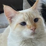 Angel Kitty to entice you to read this post.