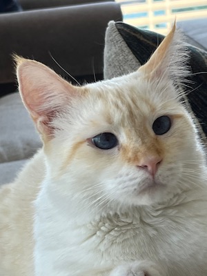 Angel Kitty to entice you to read this post.